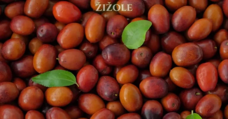 Žižole